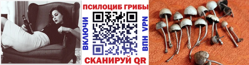 Псилоцибиновые грибы ЛСД  Кириши 